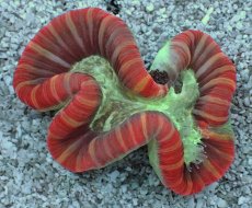 画像1: No.16 フィジー産 オオバナサンゴ　レッドマルチカラー (1)