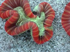 画像2: No.16 フィジー産 オオバナサンゴ　レッドマルチカラー (2)