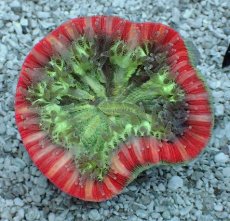 画像1: No.17 フィジー産 オオバナサンゴ　レッドマルチカラー (1)