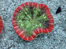 画像2: No.17 フィジー産 オオバナサンゴ　レッドマルチカラー (2)