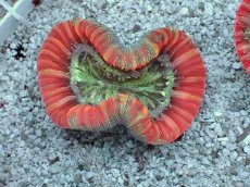 画像1: No.18 フィジー産 オオバナサンゴ　レッドマルチカラー (1)
