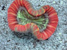 画像2: No.18 フィジー産 オオバナサンゴ　レッドマルチカラー (2)