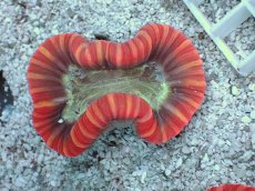 画像1: No.19 フィジー産 オオバナサンゴ　レッドマルチカラー (1)