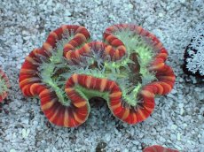 画像1: No.20 フィジー産 オオバナサンゴ　レッドマルチカラー (1)