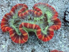 画像2: No.20 フィジー産 オオバナサンゴ　レッドマルチカラー (2)