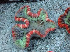 画像1: No.21 フィジー産 オオバナサンゴ　レッドマルチカラー (1)