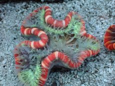 画像2: No.21 フィジー産 オオバナサンゴ　レッドマルチカラー (2)