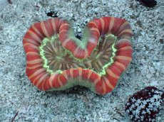 画像1: No.22 フィジー産 オオバナサンゴ　レッドマルチカラー (1)