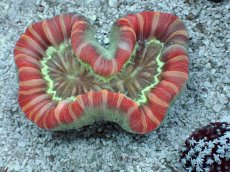 画像2: No.22 フィジー産 オオバナサンゴ　レッドマルチカラー (2)