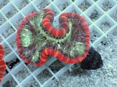 画像1: No.23 フィジー産 オオバナサンゴ　レッドマルチカラー (1)