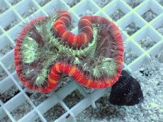 画像2: No.23 フィジー産 オオバナサンゴ　レッドマルチカラー (2)