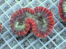 画像1: No.24 フィジー産 オオバナサンゴ　レッドマルチカラー (1)