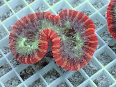 画像2: No.24 フィジー産 オオバナサンゴ　レッドマルチカラー (2)