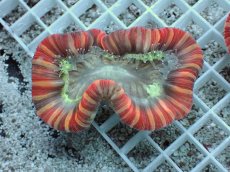 画像1: No.25 フィジー産 オオバナサンゴ　レッドマルチカラー (1)