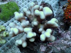 画像1: No.4 フィジー産 ショウガサンゴ (1)