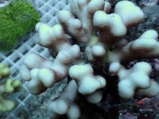 画像2: No.4 フィジー産 ショウガサンゴ (2)