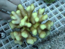 画像1: No.5 フィジー産 ショウガサンゴ (1)