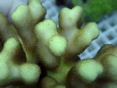 画像2: No.5 フィジー産 ショウガサンゴ (2)