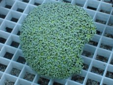 画像1: No.1 フィジー産 クダサンゴ　 (1)