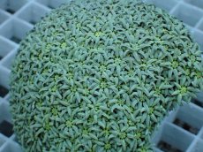 画像2: No.1 フィジー産 クダサンゴ　 (2)