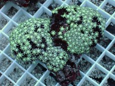 画像1: No.2 フィジー産 クダサンゴ　 (1)