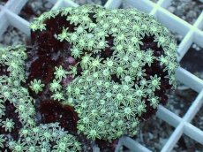 画像2: No.2 フィジー産 クダサンゴ　 (2)