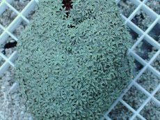 画像2: No.3 フィジー産 クダサンゴ　 (2)