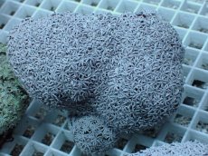 画像1: No.4 フィジー産 クダサンゴ　 (1)