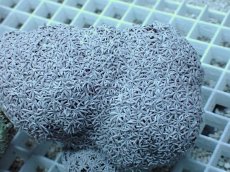 画像2: No.4 フィジー産 クダサンゴ　 (2)