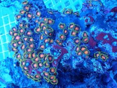 画像1: No.1 フィジー産 マメスナギンチャク　マルチカラー　　【人気No.1】 (1)