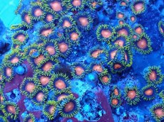 画像2: No.1 フィジー産 マメスナギンチャク　マルチカラー　　【人気No.1】 (2)