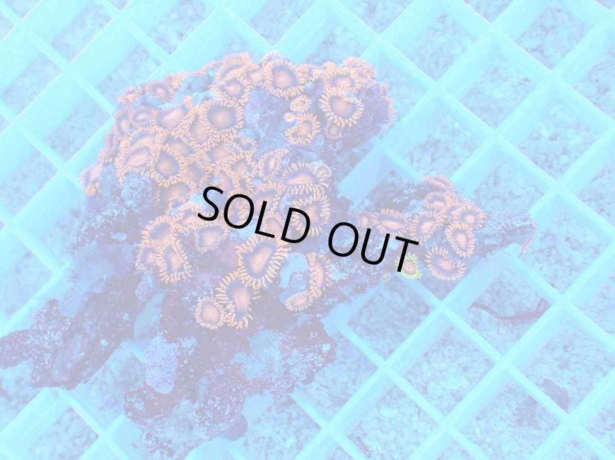 画像1: No.2 フィジー産 マメスナギンチャク　レッド (1)