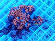 画像1: No.2 フィジー産 マメスナギンチャク　レッド (1)