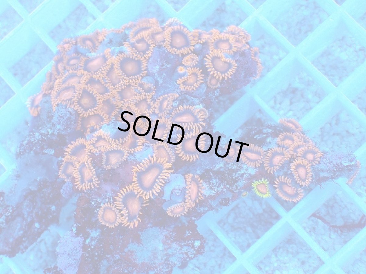 画像2: No.2 フィジー産 マメスナギンチャク　レッド (2)