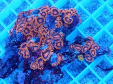 画像2: No.2 フィジー産 マメスナギンチャク　レッド (2)