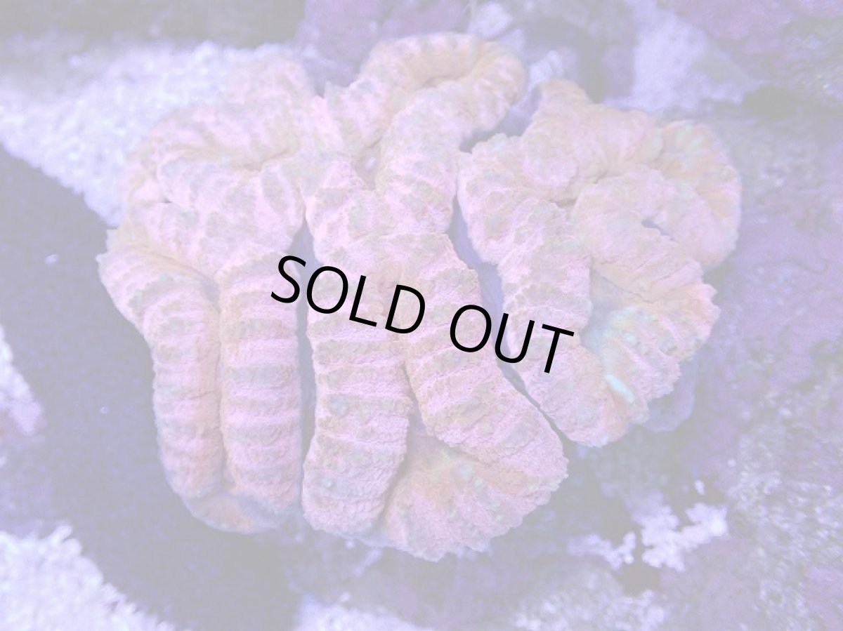 画像1: No.1 オーストラリア産 ハナガタサンゴ　ピンクマルチ　　【人気No.1】 (1)