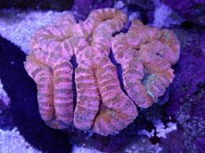 画像1: No.1 オーストラリア産 ハナガタサンゴ　ピンクマルチ　　【人気No.1】 (1)