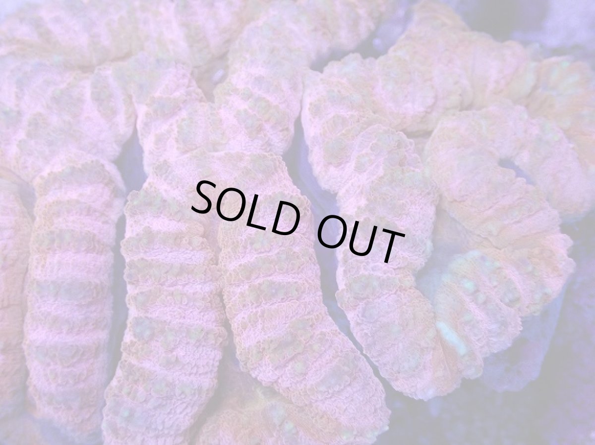 画像2: No.1 オーストラリア産 ハナガタサンゴ　ピンクマルチ　　【人気No.1】 (2)