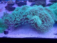 画像1: No.2 オーストラリア産 ナガレハナサンゴ モスグリーン　XLサイズ (1)