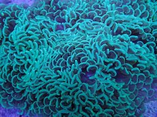 画像2: No.2 オーストラリア産 ナガレハナサンゴ モスグリーン　XLサイズ (2)