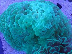 画像1: No.3 オーストラリア産 ナガレハナサンゴ モスグリーン　Lサイズ (1)