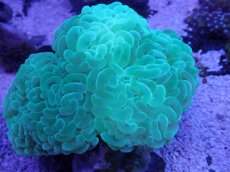 画像2: No.3 オーストラリア産 ナガレハナサンゴ モスグリーン　Lサイズ (2)