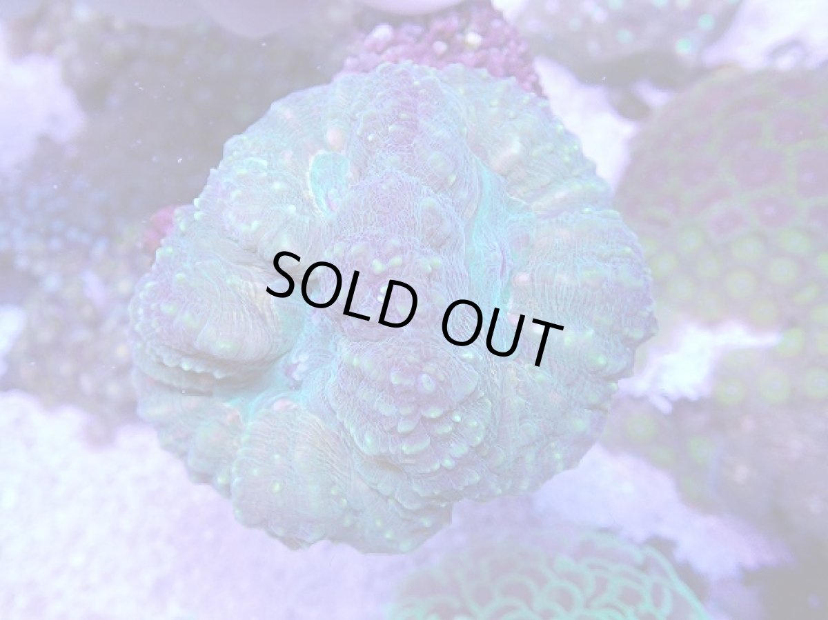 画像1: No.2 オーストラリア産 ハナガタサンゴ (1)