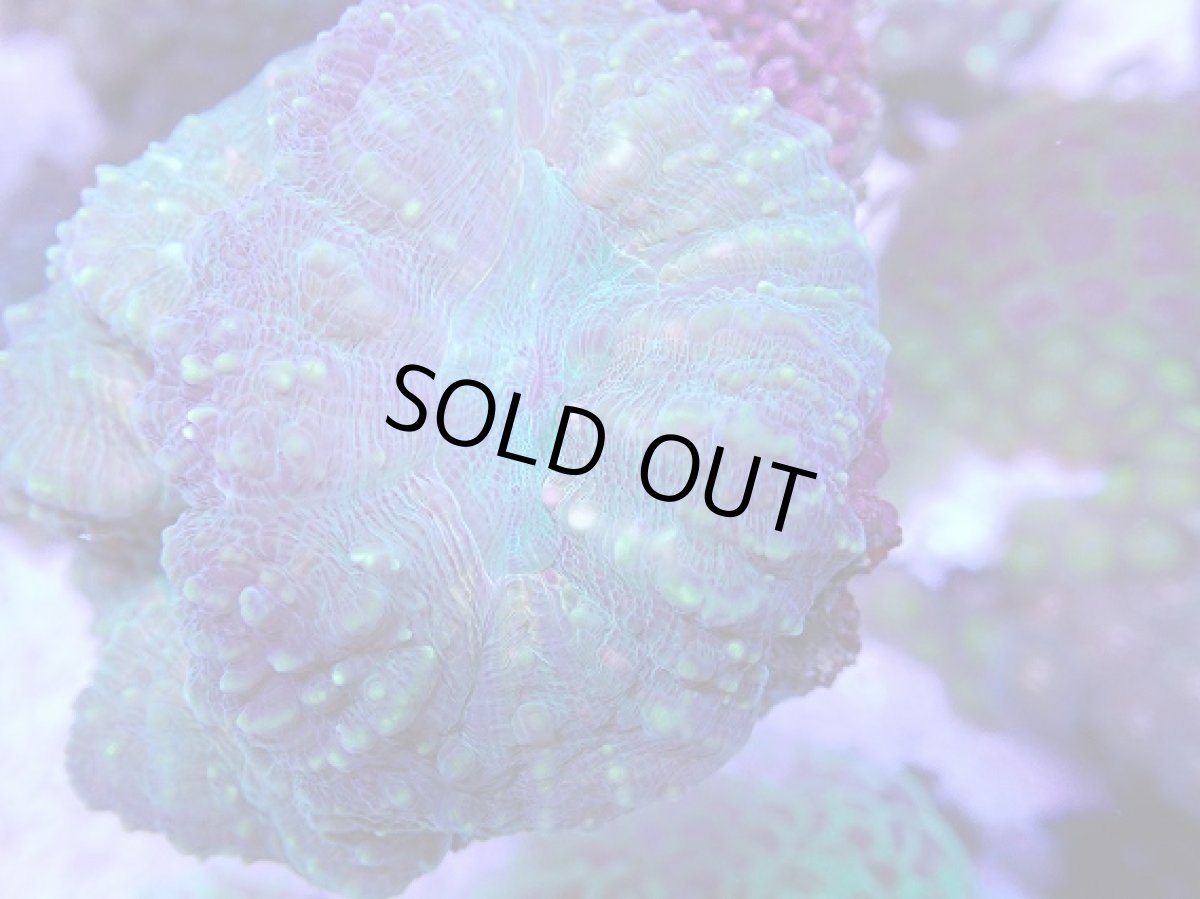 画像2: No.2 オーストラリア産 ハナガタサンゴ (2)