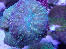 画像2: No.2 オーストラリア産 ハナガタサンゴ (2)