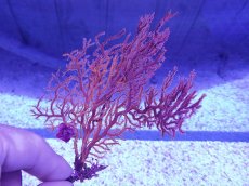画像1: No.3 イソバナsp　　【入荷個数が少ないです！】 (1)