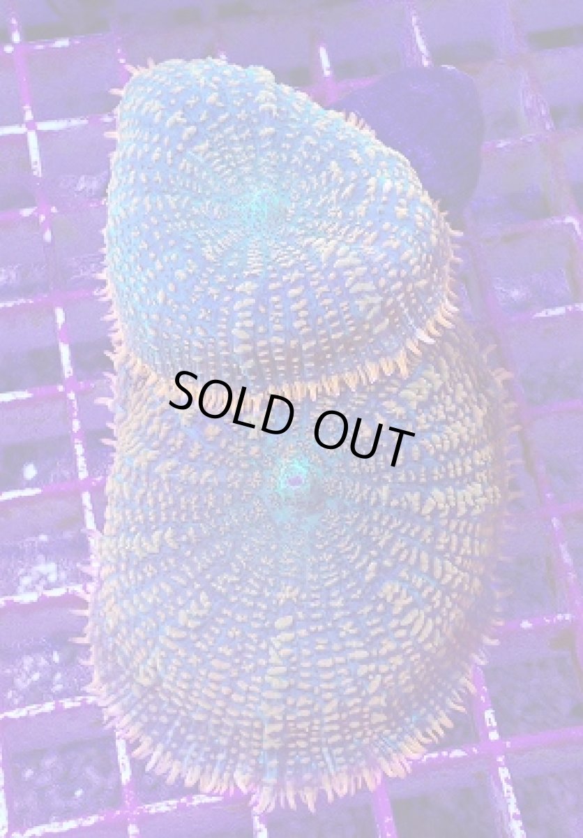 画像1: No.1 ディスクコーラルsp オレンジ＆グリーン (1)