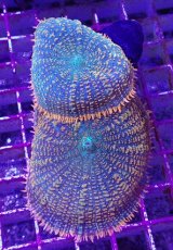 画像1: No.1 ディスクコーラルsp オレンジ＆グリーン (1)