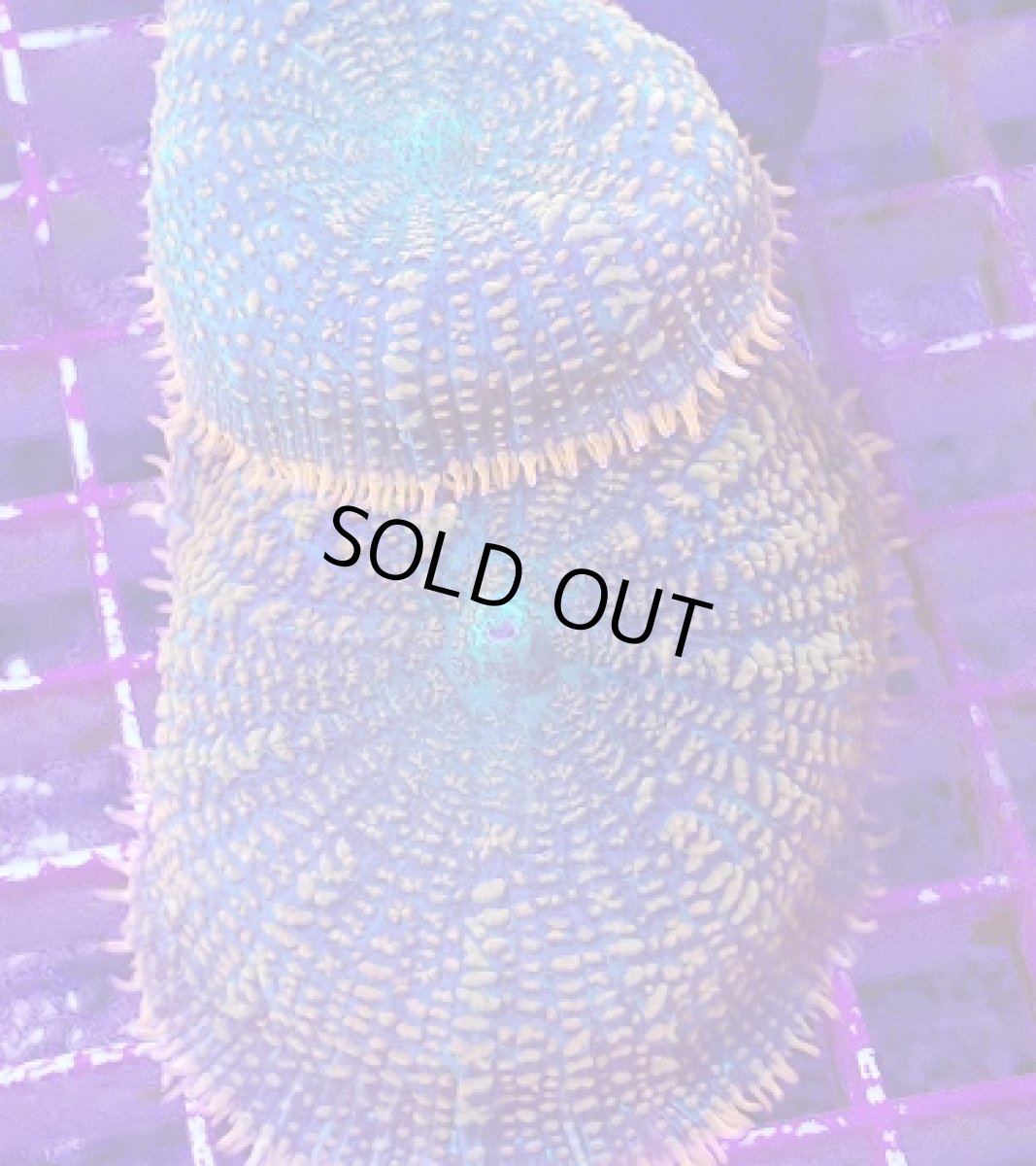 画像2: No.1 ディスクコーラルsp オレンジ＆グリーン (2)