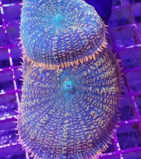 画像2: No.1 ディスクコーラルsp オレンジ＆グリーン (2)